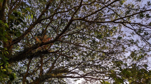 Ein Baum mit dem Himmel im Hintergrund