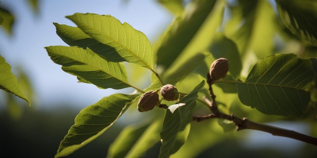 Ein Baum mit ein paar Blättern und ein paar kleinen Früchten