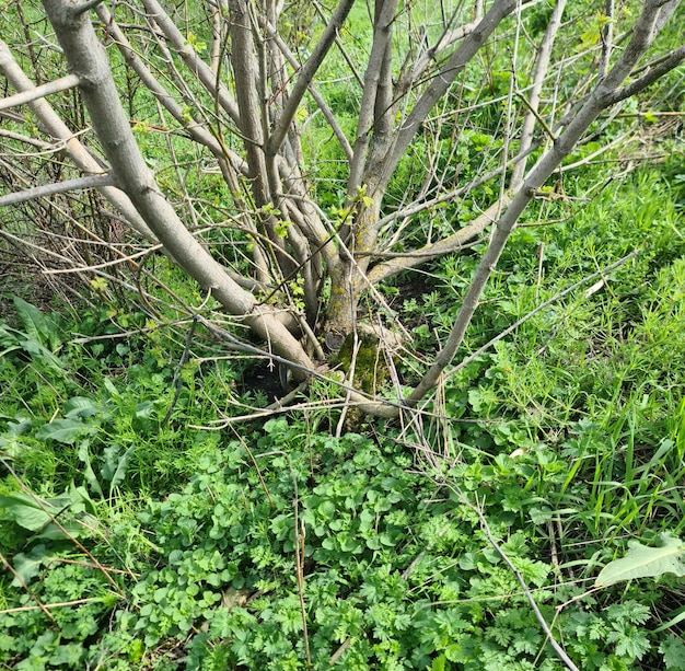 Ein Baum mit ein paar Blättern und ein paar kleinen grünen Kleeblättern