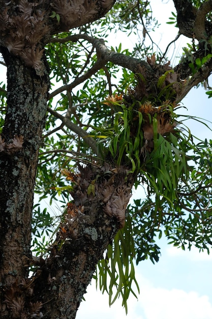 Ein Baum mit einem belaubten Ast und ein Baum mit einem Himmelshintergrund