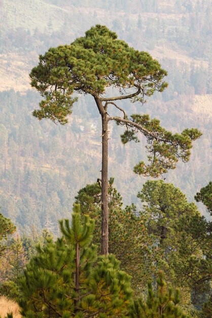 Foto ein baum mit einem berg im hintergrund