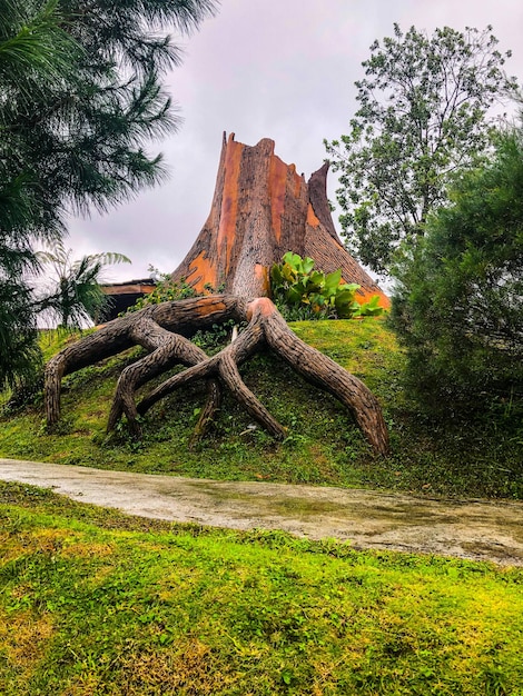 Ein Baum mit einem großen Stamm davor