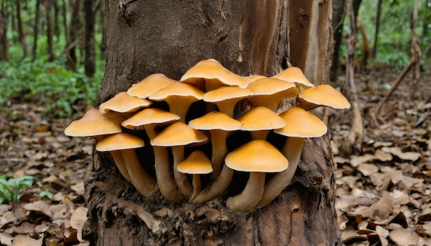 Ein Baum mit einem Haufen Pilze, die darauf wachsen