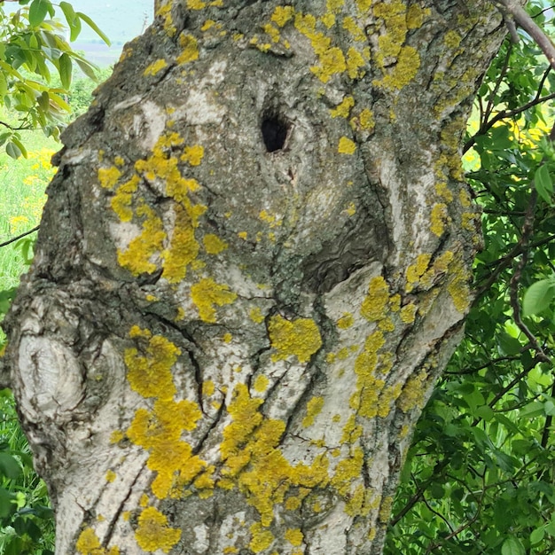 Ein Baum mit einem Loch darin, auf dem steht: „Ich bin ein Vogel“