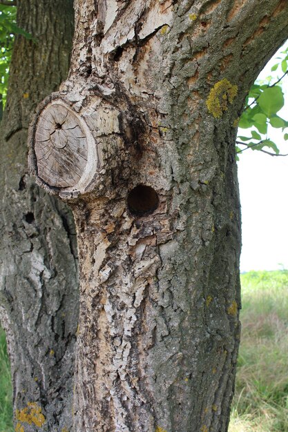 Foto ein baum mit einem loch darin