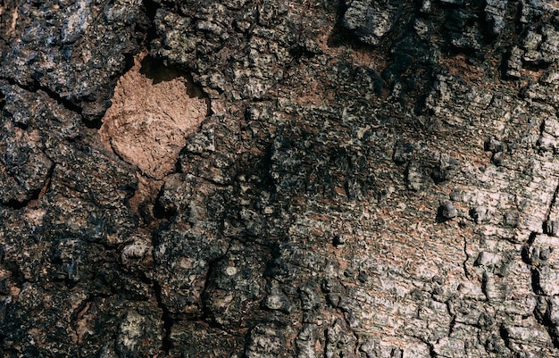 Ein Baum mit einer verbrannten Rinde, die ein Loch hat.