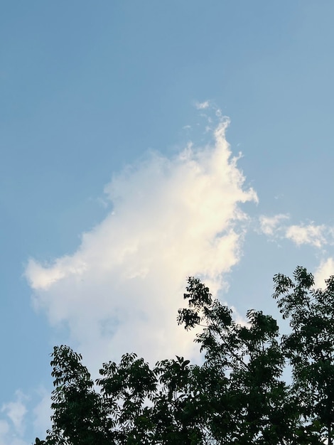 Ein Baum mit einer Wolke am Himmel