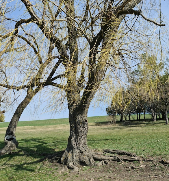 Ein Baum mit gebogenem Stamm und gebogenem Stamm.