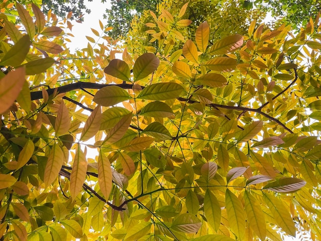 Foto ein baum mit gelben blättern und dem wort „ahorn“ darauf