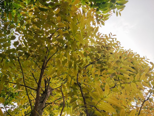 Ein Baum mit gelben Blättern und der Himmel ist blau.