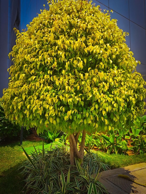 ein Baum mit gelben Blättern und grünen Blättern in einem Garten.