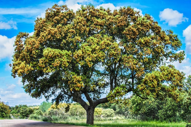 Ein Baum mit gelben Blumen mitten auf einem Feld.