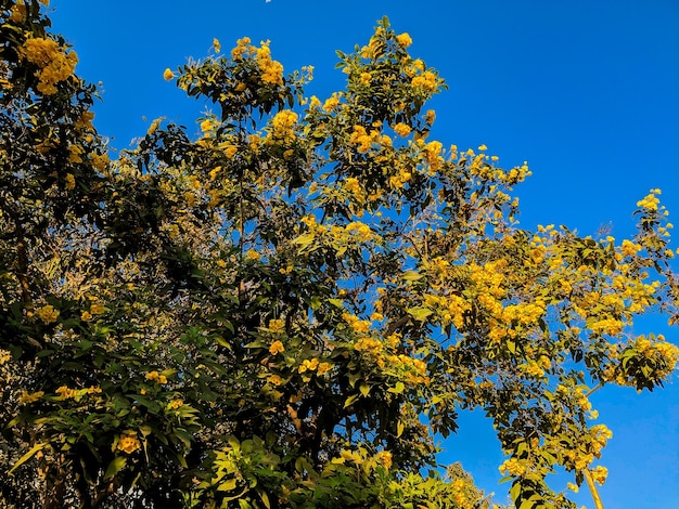 Ein Baum mit gelben Blumen und einem blauen Himmel im Hintergrund.