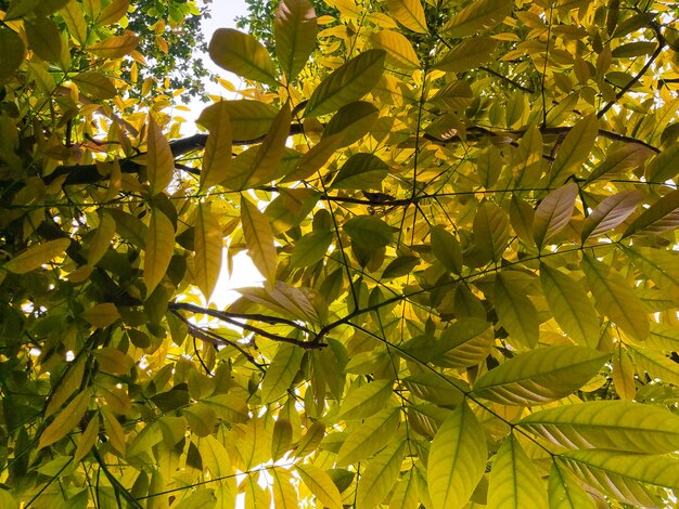 Ein Baum mit grünen Blättern, durch den die Sonne scheint