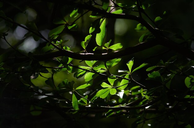 Ein Baum mit grünen Blättern im Dunkeln