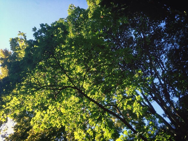 Ein Baum mit grünen Blättern in einem niedrigen Winkel