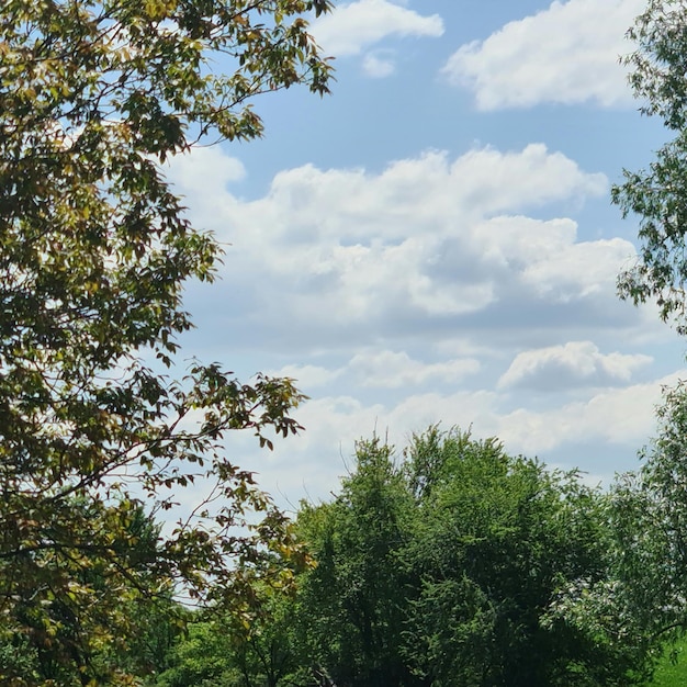 Ein Baum mit grünen Blättern und ein blauer Himmel mit Wolken