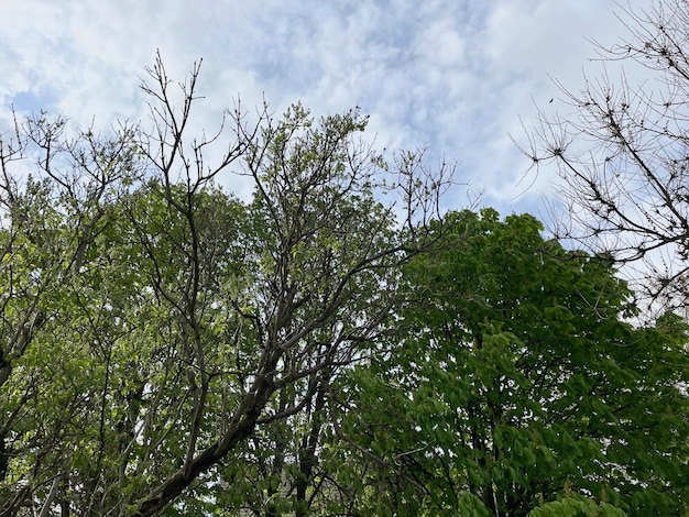 Ein Baum mit grünen Blättern und ein blauer Himmel mit Wolken