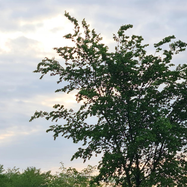 Ein Baum mit grünen Blättern und einem bewölkten Himmel