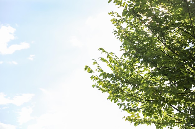 Ein Baum mit grünen Blättern und einem blauen Himmel, durch den die Sonne scheint.