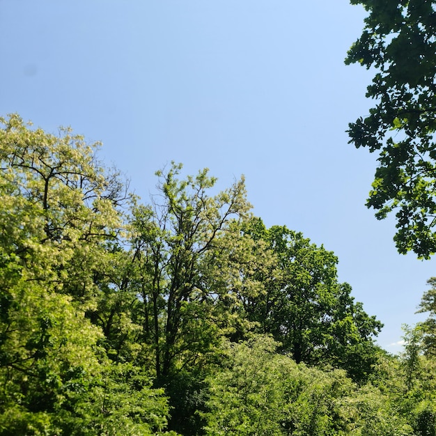 Ein Baum mit grünen Blättern und einem blauen Himmel im Hintergrund.
