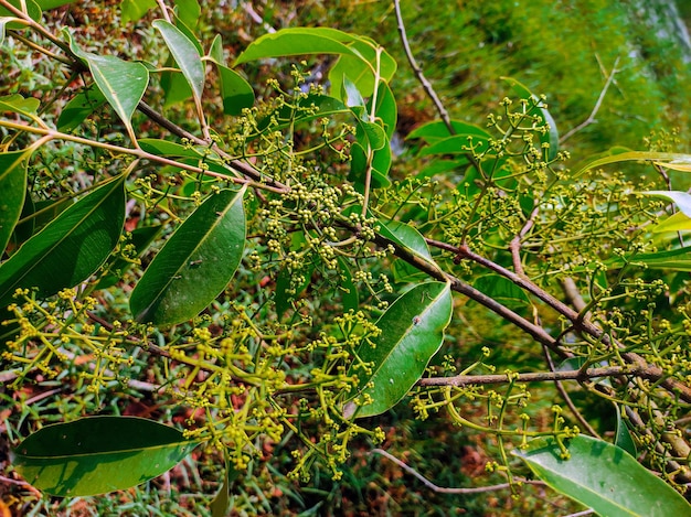 Ein Baum mit grünen Blättern und gelben Blüten