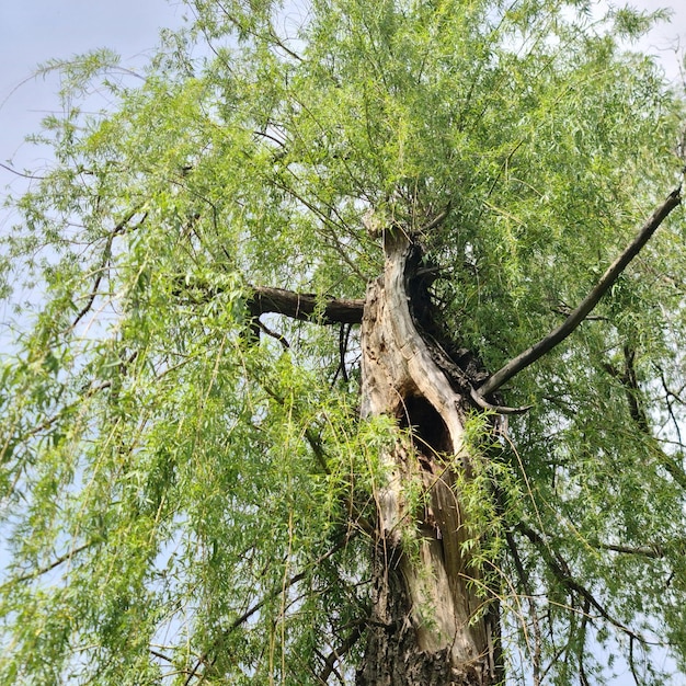 Ein Baum mit grünen Blättern und Zweigen, auf denen das Wort Willow steht.