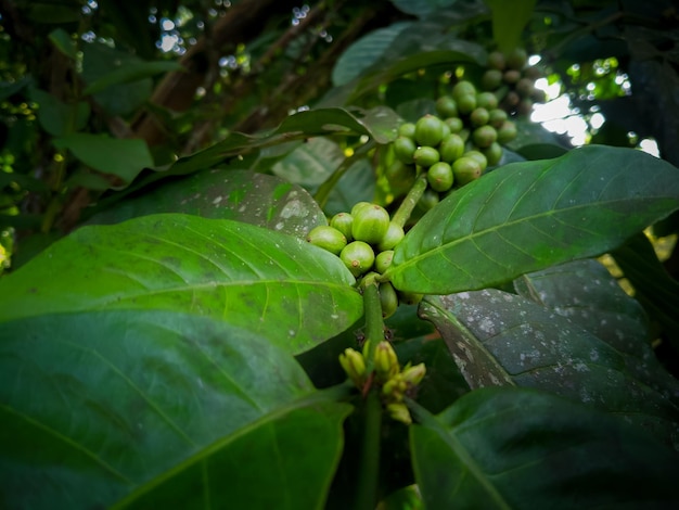 Ein Baum mit grünen Kaffeebohnen und dem Wort Kaffee darauf