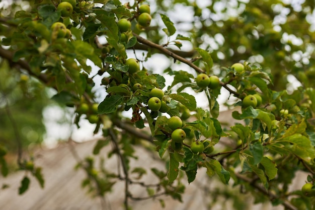 Ein Baum mit grünen Äpfeln Reife grüne Äpfel auf einem Baum