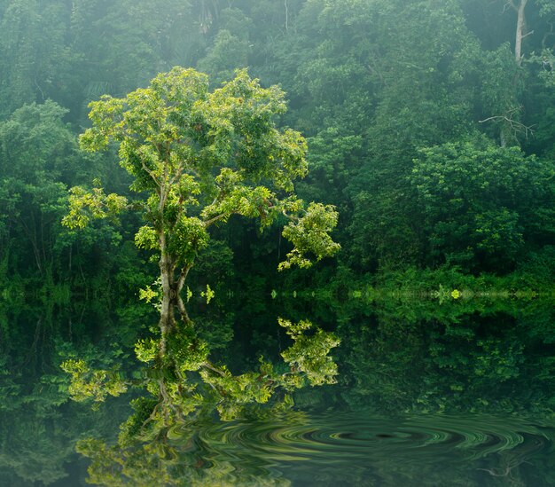 Ein Baum mit Lichtstrahl und Nebel