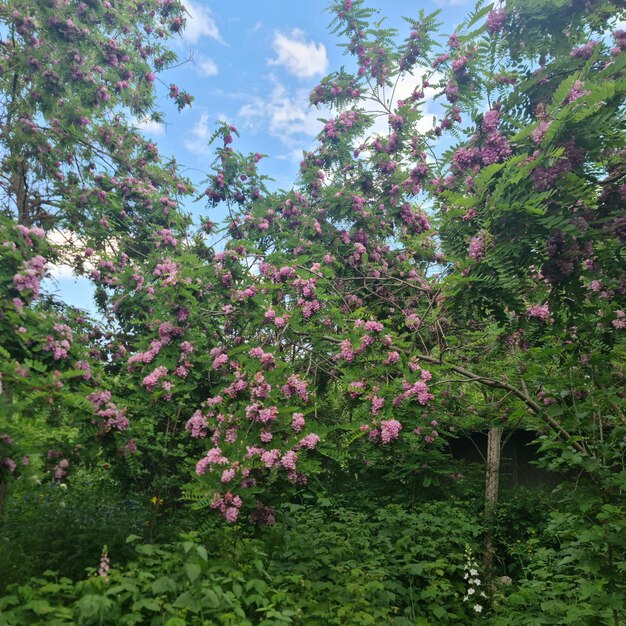 Ein Baum mit lila Blüten