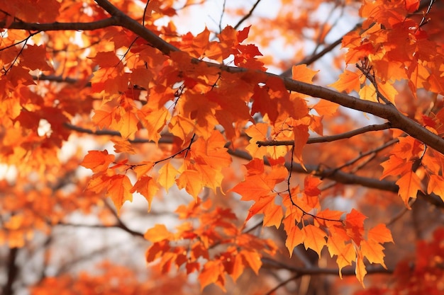 ein Baum mit orangefarbenen Blättern im Herbst.
