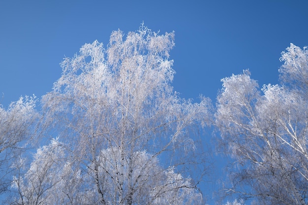 Ein Baum mit Reif darauf vor blauem Himmel