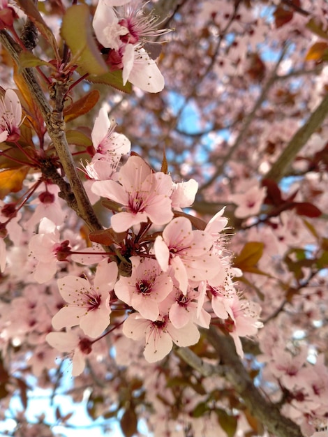 Ein Baum mit rosa Blüten darauf