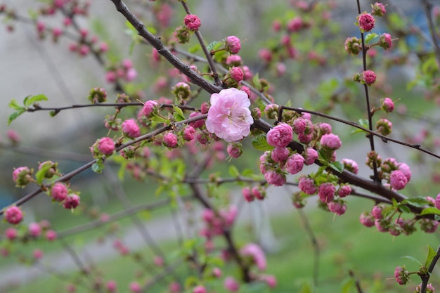 Ein Baum mit rosa Blüten darauf