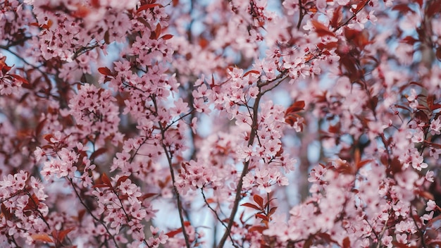 Ein Baum mit rosa Blüten im Frühjahr