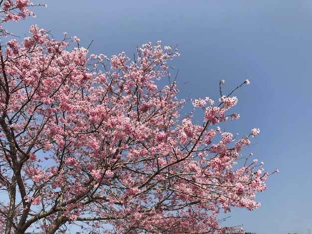 Ein Baum mit rosa Blüten im Frühjahr