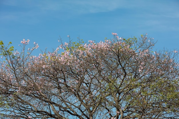 Ein Baum mit rosa Blüten im Himmel