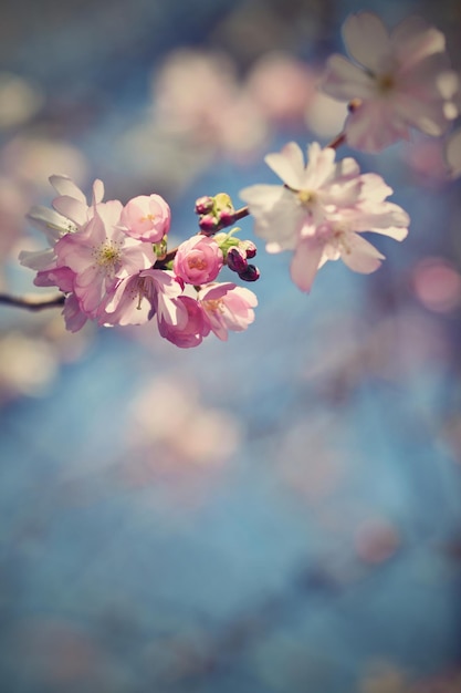 Ein Baum mit rosa Blüten im Hintergrund