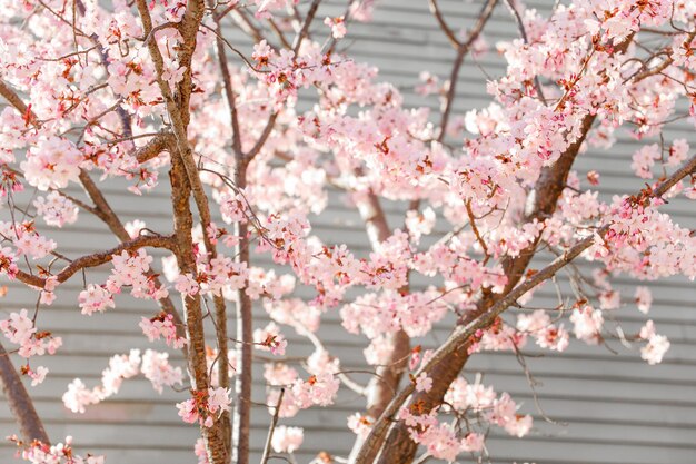 Ein Baum mit rosa Blüten im Hintergrund