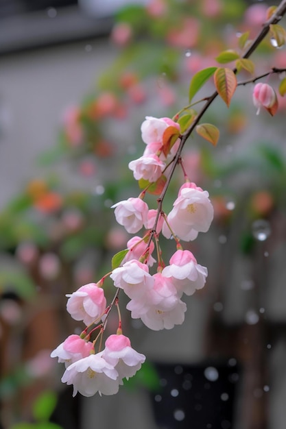Ein Baum mit rosa Blüten im Regen