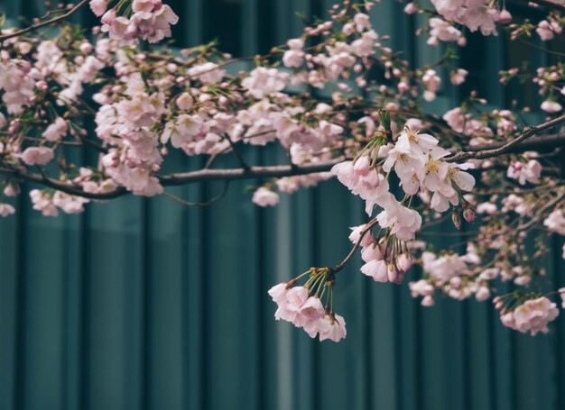 Ein Baum mit rosa Blüten steht vor einer Metallwand.