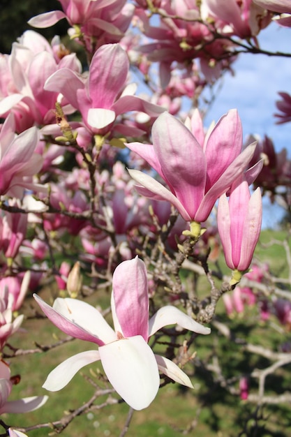 Ein Baum mit rosa Blüten und dem Wort Magnolia darauf