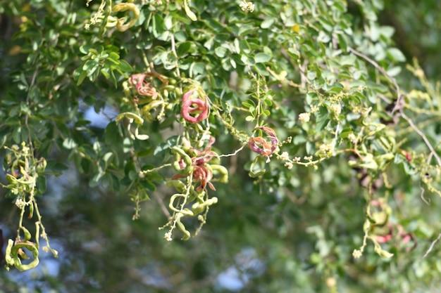 Ein Baum mit roten Blüten und grünen Blättern