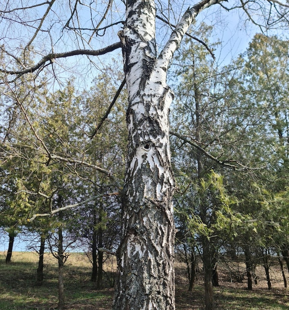 Ein Baum mit viel Rinde darauf