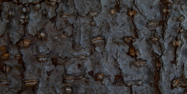 Ein Baum mit vielen Muscheln darauf