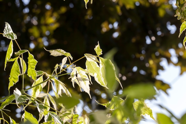 Ein Baum mit weißem und grünem Laub, eine Kombination aus weißer und grüner Farbe auf dem Laub von Bäumen im Sommer