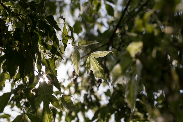 Ein Baum mit weißem und grünem Laub, eine Kombination aus weißer und grüner Farbe auf dem Laub von Bäumen im Sommer