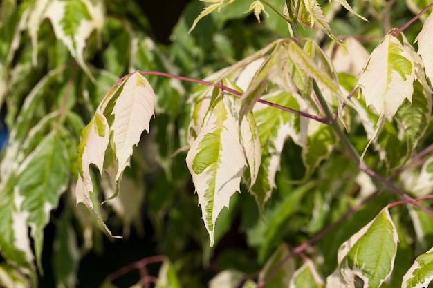 Ein Baum mit weißem und grünem Laub