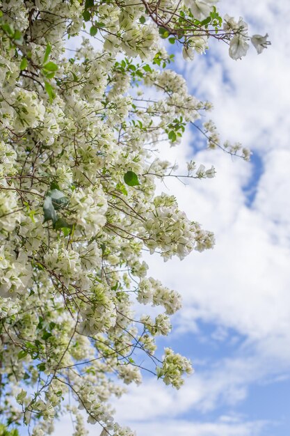 Foto ein baum mit weißen blüten am himmel